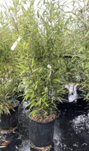 Phyllostachys nigra CL18 - Vivai Frappetta