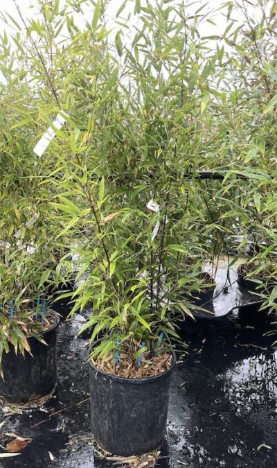 Phyllostachys nigra CL18 - Vivai Frappetta
