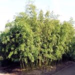 pianta di bambu di phyllostachys viridi glaucescens