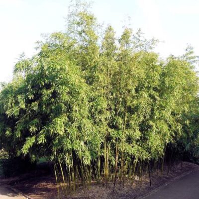 pianta di bambu di phyllostachys viridi glaucescens