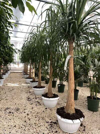 Beaucarnea recurvata MANGIAFUMO - immagine 7