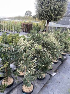 Piante di Cotoneaster lacteus - Vivai Frappetta