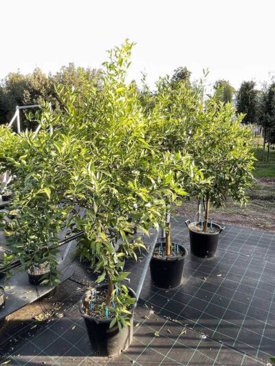 Piante di Mandarini Avana Apirene CL30 Vivai Frappetta