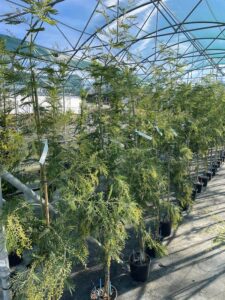 Piante di Mimosa Acacia dealbata ‘Rustica’. in vaso 5 Litri - Vivai Frappetta