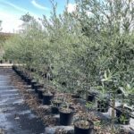 Piante di Olivo Itrana - Vivai Frappetta