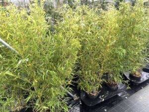 Piante di Phyllostachys aurea - Vivai Frappetta
