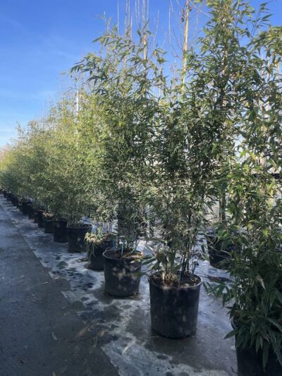 Piante di Phyllostachys nigra BAMBU CL18 Vivai Frappetta