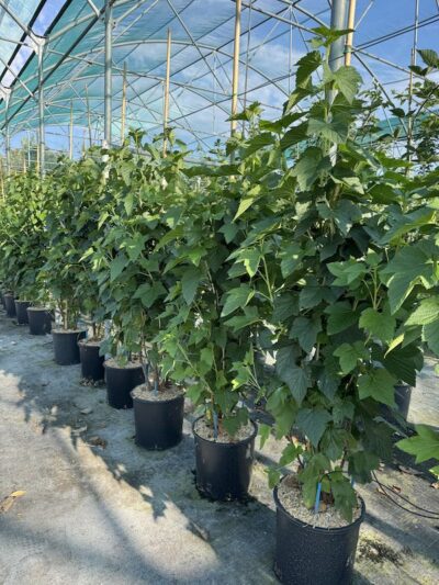 Piante di Ribes Vivai Frappetta