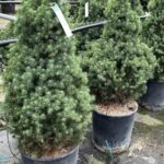 Picea glauca 'Albertiana Conica'