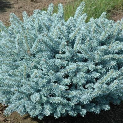 Pianta di picea pungens glauca globosa