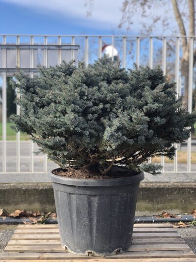 Picea pungens 'Glauca Globosa'