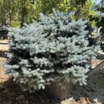 Picea pungens ‘Glauca Globosa’ - Vivai Frappetta