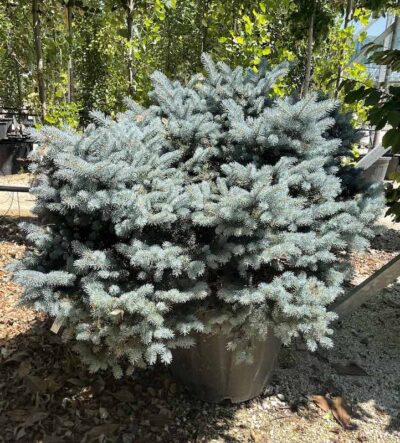 Picea pungens ‘Glauca Globosa’ - Vivai Frappetta