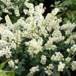pianta di pieris japonica