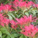 pianta di pieris japonica forest flame