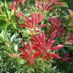 foglie di pieris japonica variegata