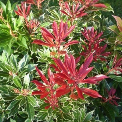 foglie di pieris japonica variegata