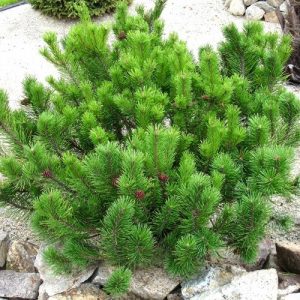 Pinus mugo 'Pumilio'