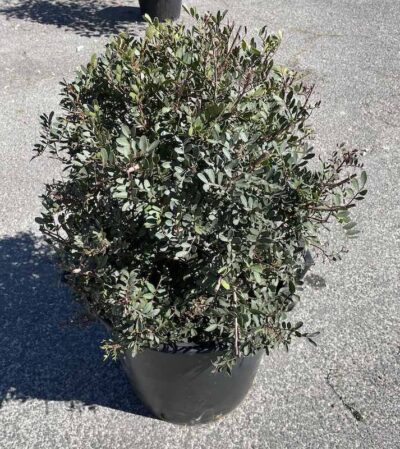 Pistacia lentiscus LENTISCO Sfera CL30