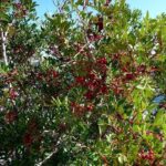 albero di pistacia lentiscus lentisco