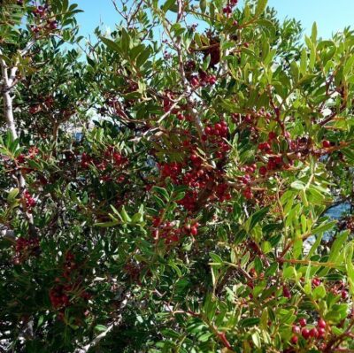 albero di pistacia lentiscus lentisco