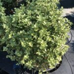 Pittosporum tenuifolium 'Golf Ball'