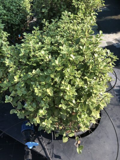 Pittosporum tenuifolium 'Golf Ball'