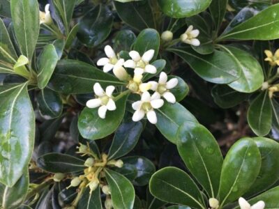 fiori di pittosporum tobira nana
