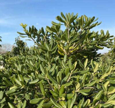 Pittosporum tobira foglie