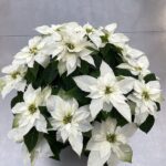 Poinsettia Bianca vaso 15