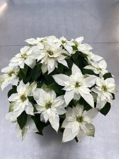 Poinsettia Bianca vaso 15
