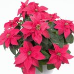 Poinsettia Rossa vaso 15