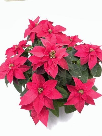 Poinsettia Rossa vaso 15