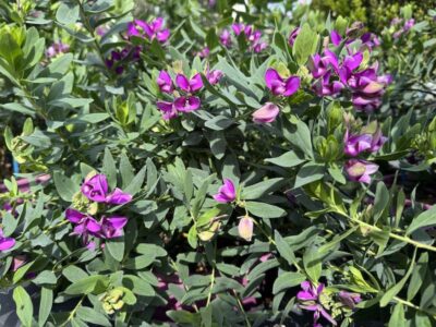 Polygala myrtifolia