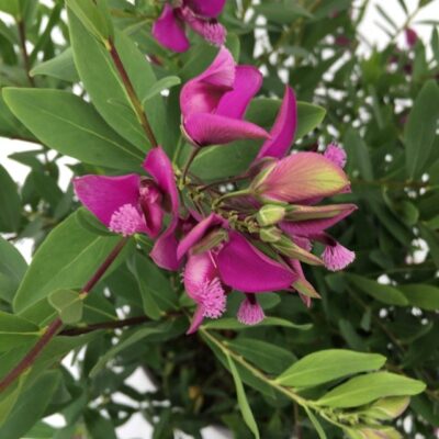 particolare del fiore di polygala myrtifolia