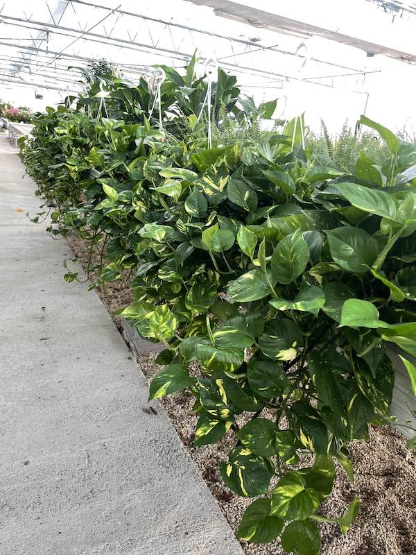 Pothos - Scindapsus aureus - Vivai Frappetta Roma