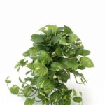 Pothos – Scindapsus aureus - Vivai Frappetta