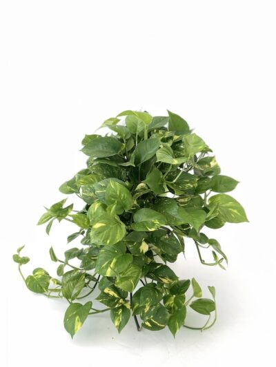 Pothos – Scindapsus aureus - Vivai Frappetta