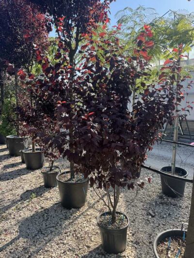 Prunus Pissardii cespuglio
