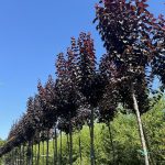 Prunus cerasifera 'Pissardii' 12-14