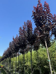 Prunus cerasifera 'Pissardii' 12-14