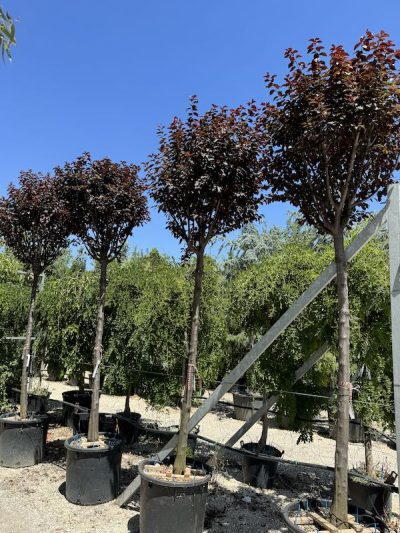 Prunus cerasifera 'Pissardii' 20-25