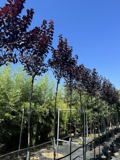 Prunus cerasifera 'Pissardii' 8-10