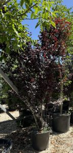 Prunus cerasifera 'Pissardii' Cespuglio