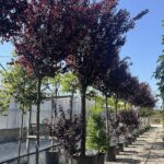 Prunus cerasifera 'Pissardii' Vivai Frappetta