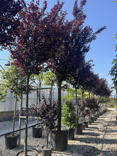 Prunus cerasifera 'Pissardii' Vivai Frappetta