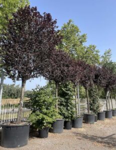 Prunus cerasifera 'Pissardii' - Vivai Frappetta