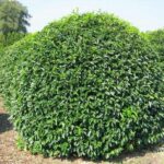 primo piano di prunus lusitanica