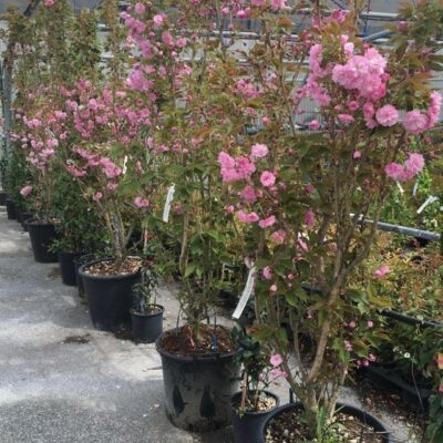 piante di prunus serrulata kanzan allevate in vivaio