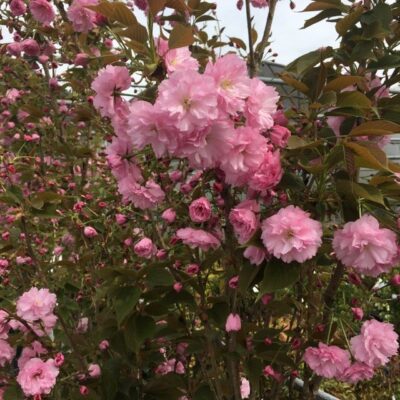 particolare dei fiori di prunus serrulata kanzan